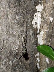 Hemidactylus bowringii