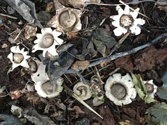 Geastrum elegans