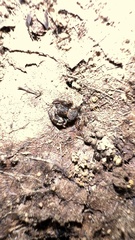 Bassaniana