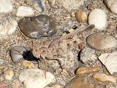 Spharagemon cristatum