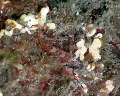 Enneapterygius atrogulare