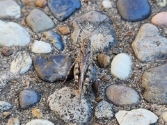 Spharagemon cristatum