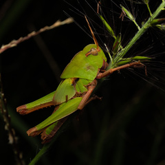 Locusta migratoria