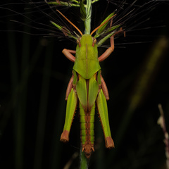 Locusta migratoria