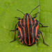 European Striped Shield Bug - Photo (c) Nikolai Vladimirov, some rights reserved (CC BY-NC), uploaded by Nikolai Vladimirov