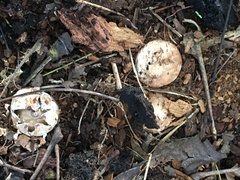 Geastrum elegans