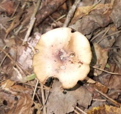 Cyclocybe erebia