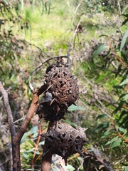 Eucalyptus arborella