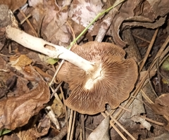 Cyclocybe erebia
