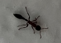 Tetraponera rufonigra