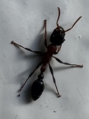 Tetraponera rufonigra