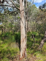 Eucalyptus arborella