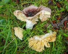 Russula turci