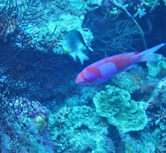 Pseudanthias pleurotaenia