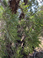 Colliguaja integerrima