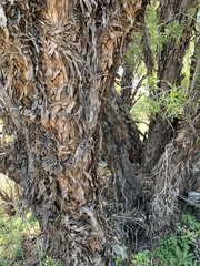 Colliguaja integerrima