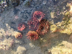 Bunodosoma californica
