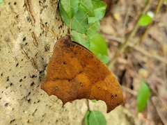 Melanitis phedima oitensis