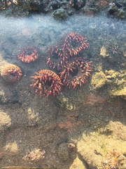 Bunodosoma californica
