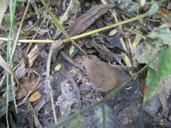 Pindis squamistriga