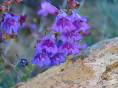 Penstemon parvulus