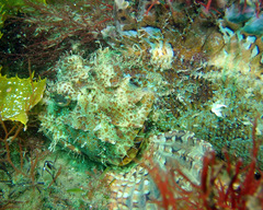 Scorpaena jacksoniensis