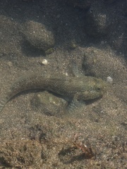 Bathygobius ramosus