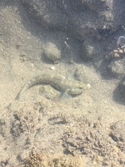Bathygobius ramosus