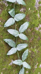 Tetrastigma formosanum