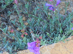 Penstemon parvulus
