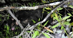 Trichosurus caninus