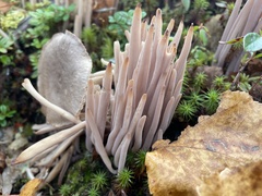 Alloclavaria purpurea