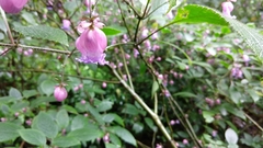 Strobilanthes heyneana