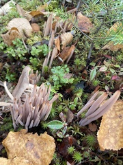 Alloclavaria purpurea