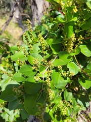 Muehlenbeckia adpressa