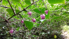 Strobilanthes heyneana