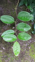Smilax bracteata