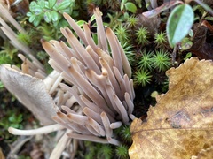 Alloclavaria purpurea