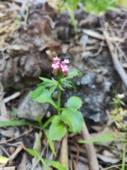 Centranthus macrosiphon