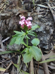 Centranthus macrosiphon