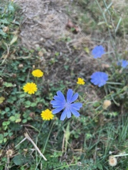 Cichorium intybus