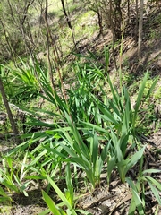 Watsonia meriana