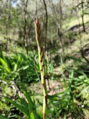 Watsonia meriana
