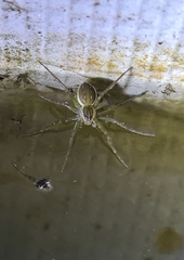 Dolomedes facetus