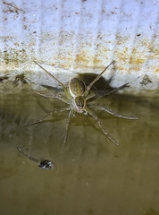 Dolomedes facetus