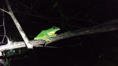 Rhacophorus malabaricus