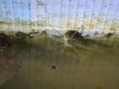 Dolomedes facetus