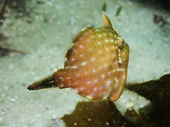 Brachaluteres jacksonianus