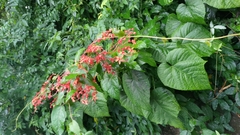 Clerodendrum japonicum