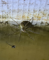Dolomedes facetus